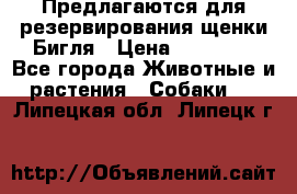 Предлагаются для резервирования щенки Бигля › Цена ­ 40 000 - Все города Животные и растения » Собаки   . Липецкая обл.,Липецк г.